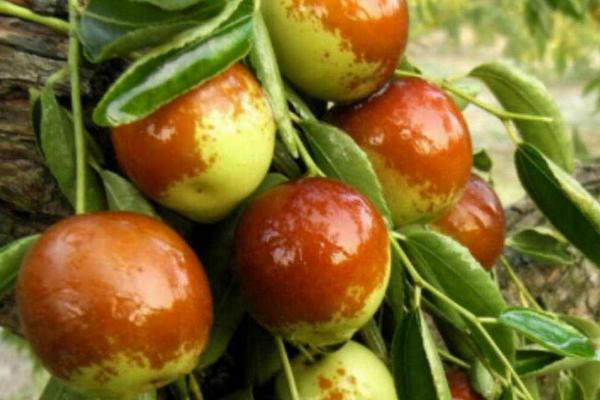 棗樹苗什么時候種植