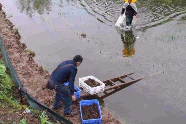 一畝蝦塘是多少磷肥