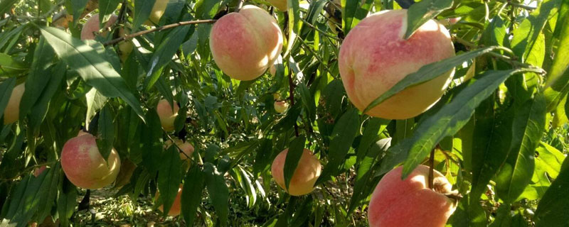 桃樹(shù)施肥技術(shù)要點(diǎn),各階段注意事項(xiàng)不同