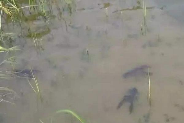 一畝蝦塘是多少磷肥