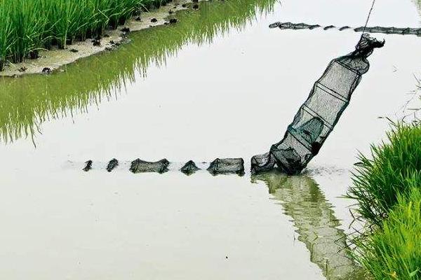 一畝蝦塘是多少磷肥