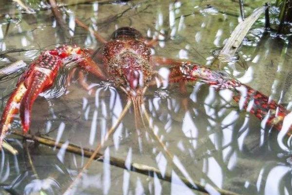 一畝蝦塘是多少磷肥