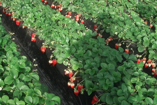 露天草莓幾月份種植
