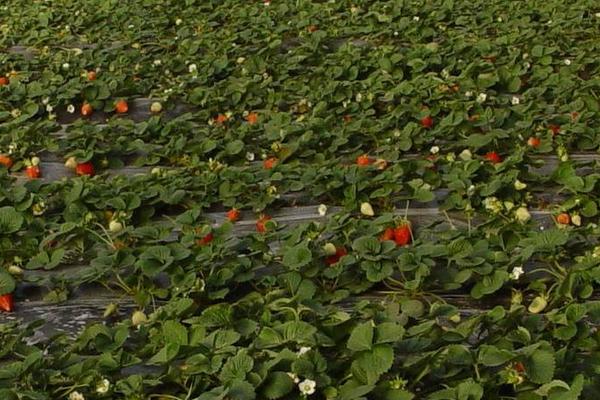 露天草莓幾月份種植