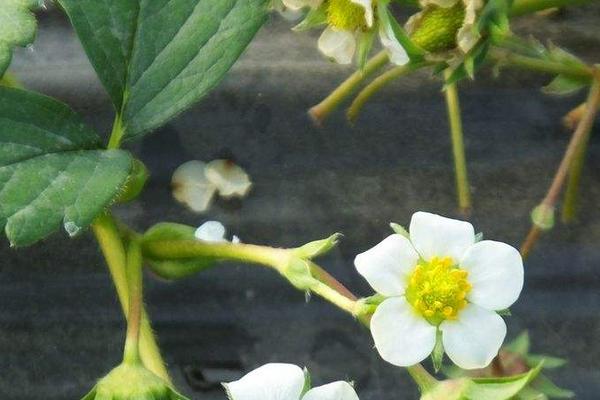 露天草莓幾月份種植