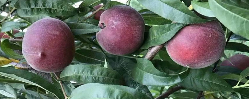 黑桃皇后桃樹(shù)品種介紹