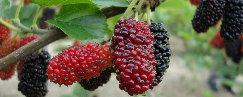 桑葚種植風險有多大？成本及市場分析