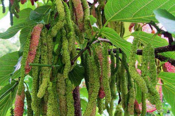 桑葚種植風險有多大