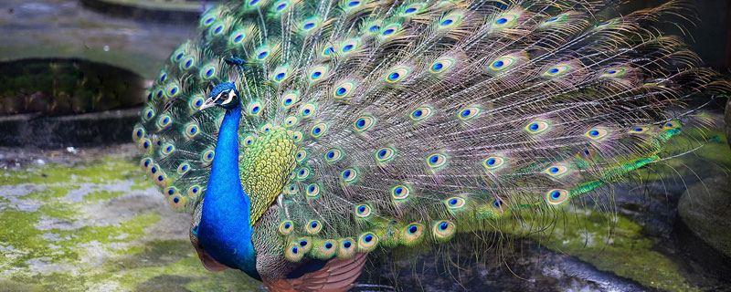 孔雀有哪些品種