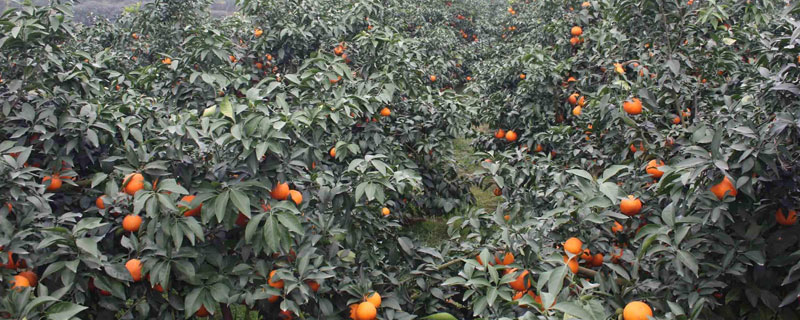 一棵果樹用多少復合肥