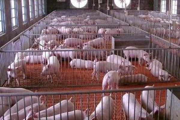 養豬場污水處理應用技術