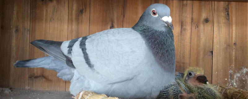 鴿子喂什么飼料 鴿子的營養價值和功效