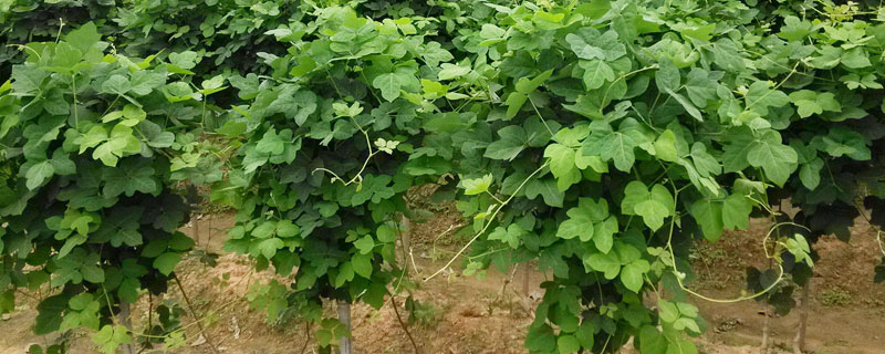 葛根怎么種 葛根種植方法技術(shù)