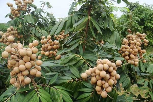 龍眼種植條件