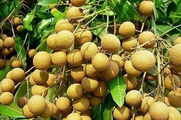 龍眼種植條件