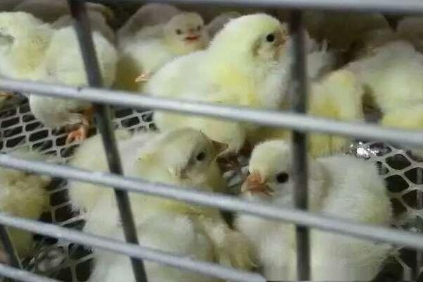 蛋雞育雛期光照一覽表