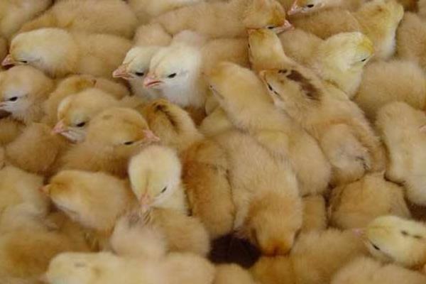 蛋雞育雛期光照一覽表