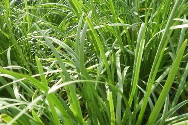 韭菜種植技術和時間 韭菜什么時候種