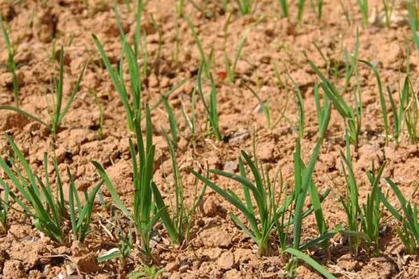 韭菜種植技術和時間 韭菜什么時候種