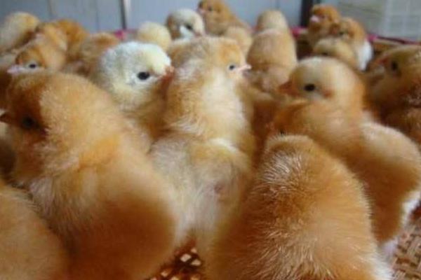 蛋雞育雛期光照一覽表