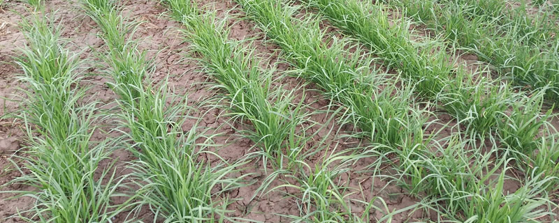 韭菜種植技術和時間 韭菜什么時候種