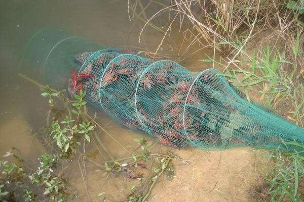 哪里有龍蝦養殖基地
