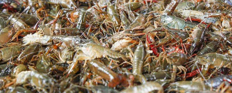 哪里有龍蝦養殖基地