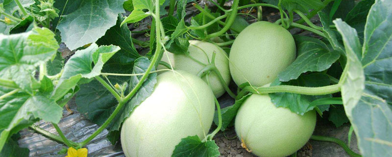 甜瓜種植時間和方法