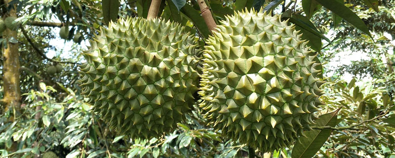 榴蓮怎么種 榴蓮種植方法與注意事項