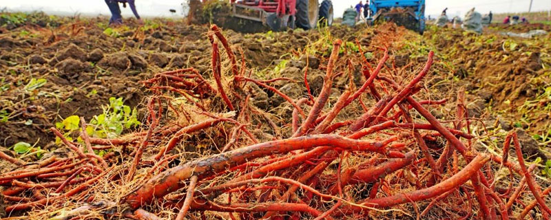 丹參畝產(chǎn)鮮貨多少公斤