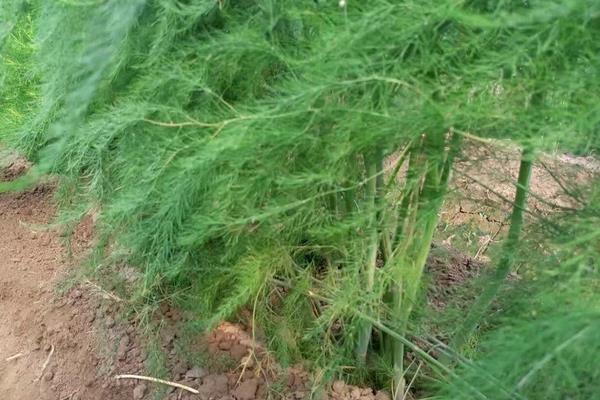 綠蘆筍要怎么種 綠蘆筍的種植方法