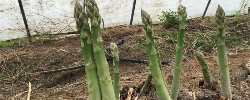 綠蘆筍要怎么種 綠蘆筍的種植方法