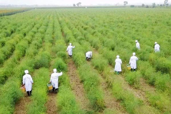 綠蘆筍要怎么種 綠蘆筍的種植方法