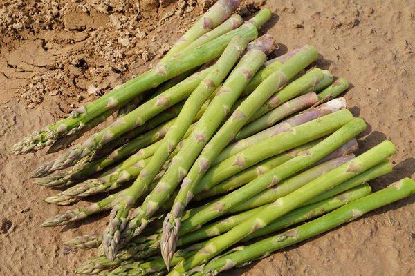 綠蘆筍要怎么種 綠蘆筍的種植方法