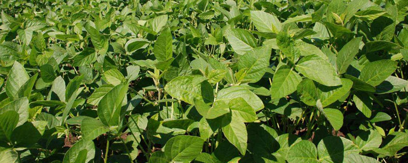 黃豆種植時間和技術，不同品種種植時間不同