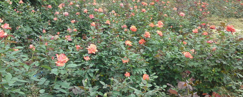 玫瑰花種植技術(shù)(含盆栽養(yǎng)殖方法及注意事項(xiàng))