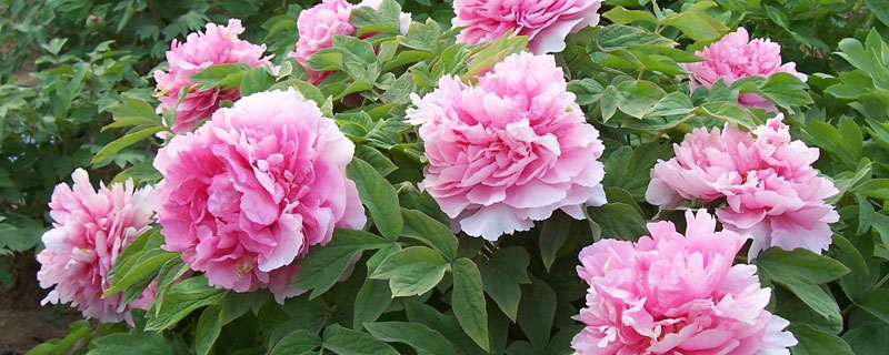 牡丹花如何種植  牡丹花養(yǎng)殖方法與注意事項(xiàng)