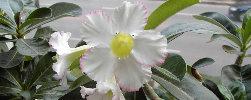 沙漠玫瑰怎么養(yǎng) 盆栽沙漠玫瑰的養(yǎng)殖方法與注意事項