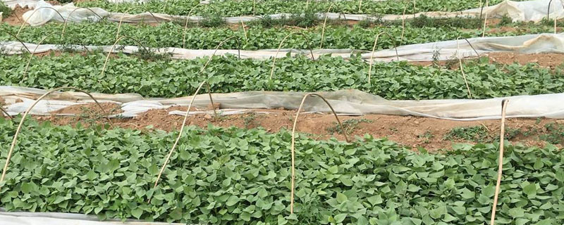 地瓜育苗時間，要做好保溫工作