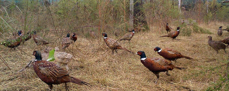 適合農村的特色養殖，五個特種項目分析