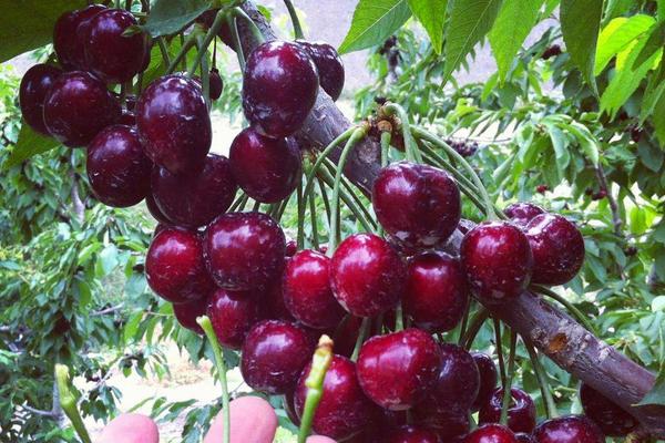 云南適合種植車厘子嗎