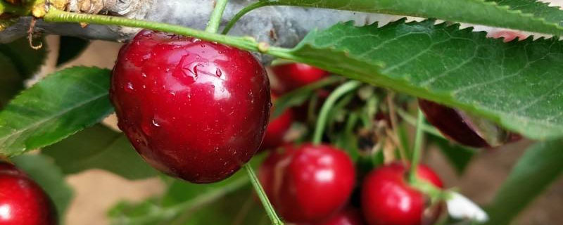 云南適合種植車厘子嗎