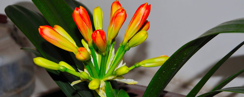 君子蘭怎么養(yǎng) 君子蘭養(yǎng)殖方法與注意事項(xiàng)