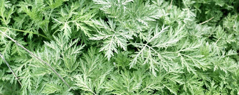 種植什么中藥材效益高？中藥材種植注意事項