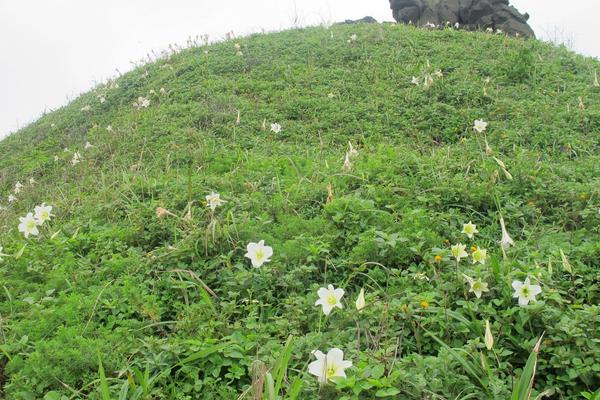 食用百合的種植技術