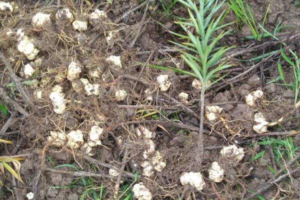 食用百合的種植技術