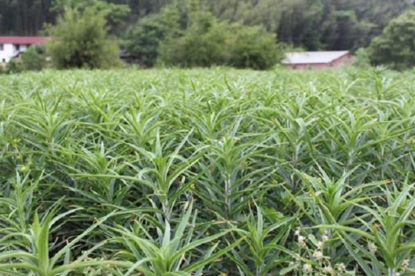 食用百合的種植技術