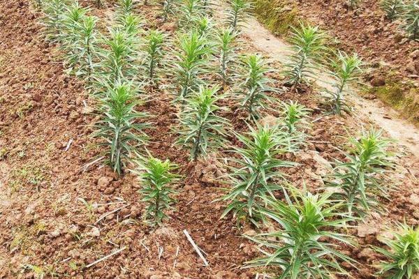 食用百合的種植技術