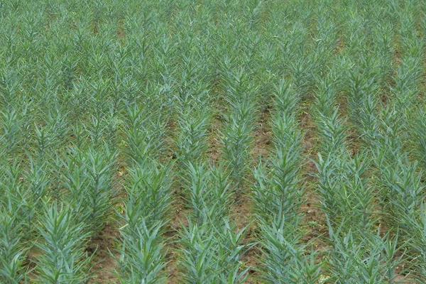 食用百合的種植技術