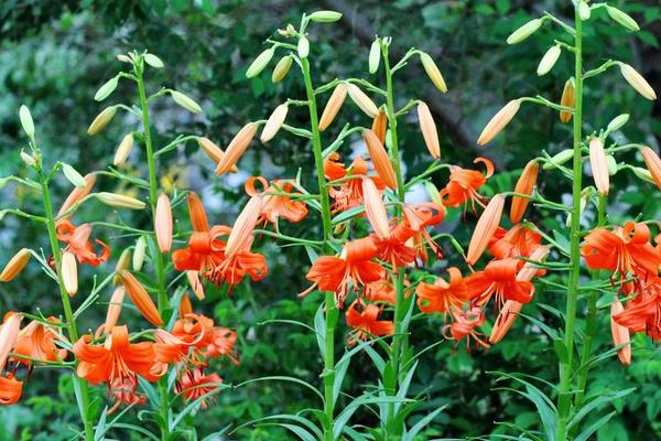 食用百合的種植技術
